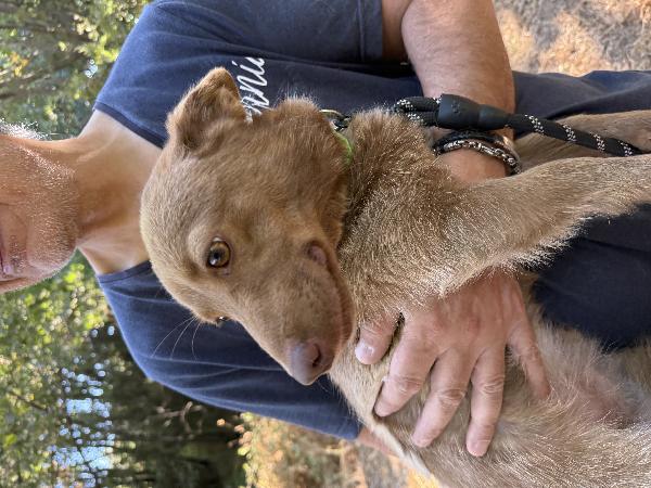 ❇️🐾 cooky, dolcissimo cagnolino taglia piccola in adozione  Foto 7