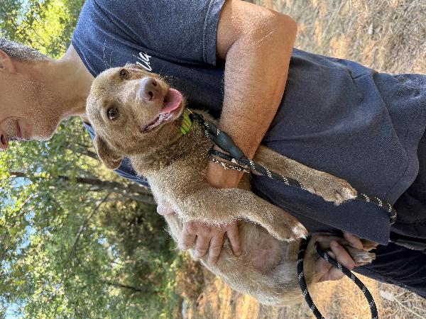 ❇️🐾 cooky, dolcissimo cagnolino taglia piccola in adozione  Foto 8