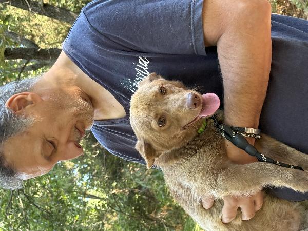 ❇️🐾 cooky, dolcissimo cagnolino taglia piccola in adozione  Foto 10