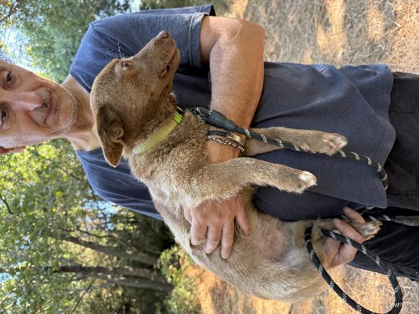 ❣️🐾 cooky, splendido cagnolino taglia piccola in adozione  Foto 3