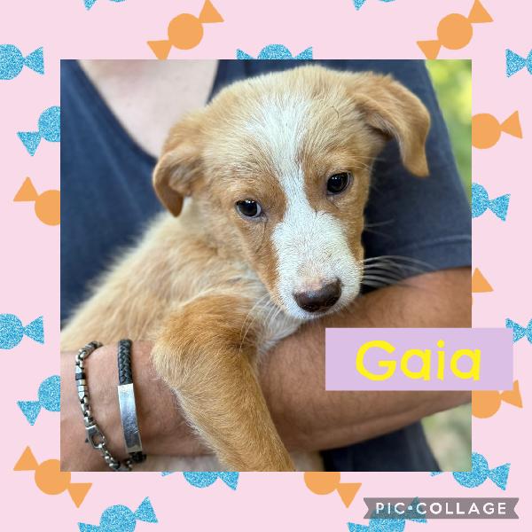 ☀️🐾 Gaia, Cucciola Taglia Medio Piccola In Adozione 