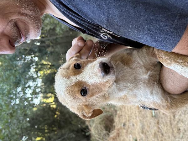 ☀️🐾 gaia, cucciola taglia medio piccola in adozione  Foto 7