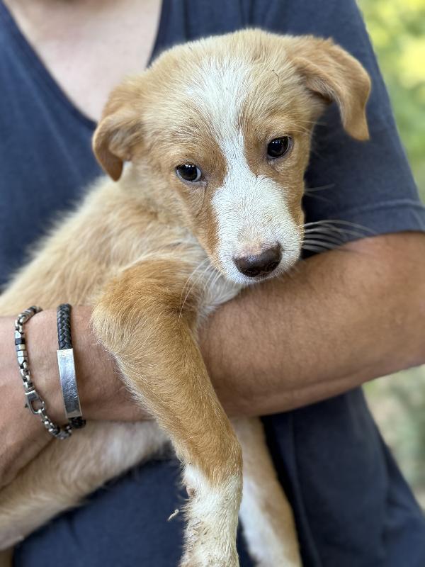 🔆🐾 gaia splendida cucciola taglia medio piccola in adozione  Foto 4