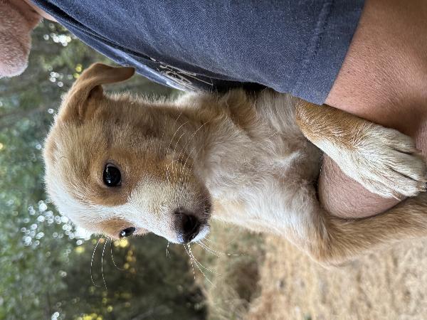 🔆🐾 gaia splendida cucciola taglia medio piccola in adozione  Foto 6