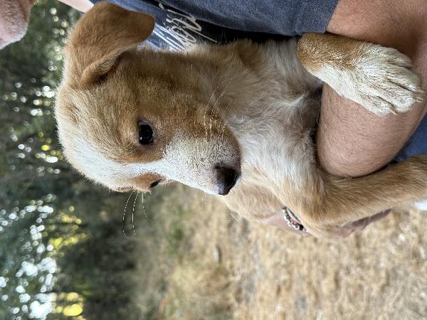 🔆🐾 gaia splendida cucciola taglia medio piccola in adozione  Foto 7