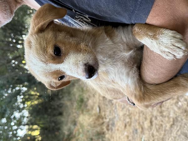 💛🐾 gaia cucciola deliziosa in adozione taglia medio piccola Foto 6