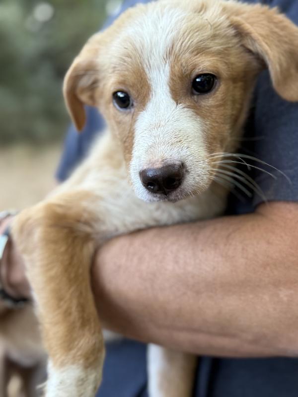 💖🐾 gaia dolce cucciola in adozione  Foto 2