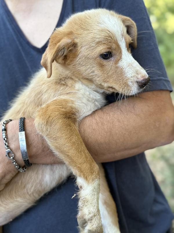 💖🐾 gaia dolce cucciola in adozione  Foto 8