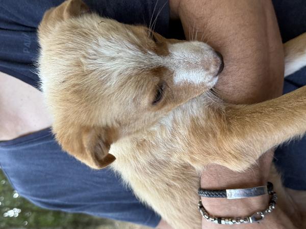 💐🐾 gaia dolce cucciola in adozione  Foto 2
