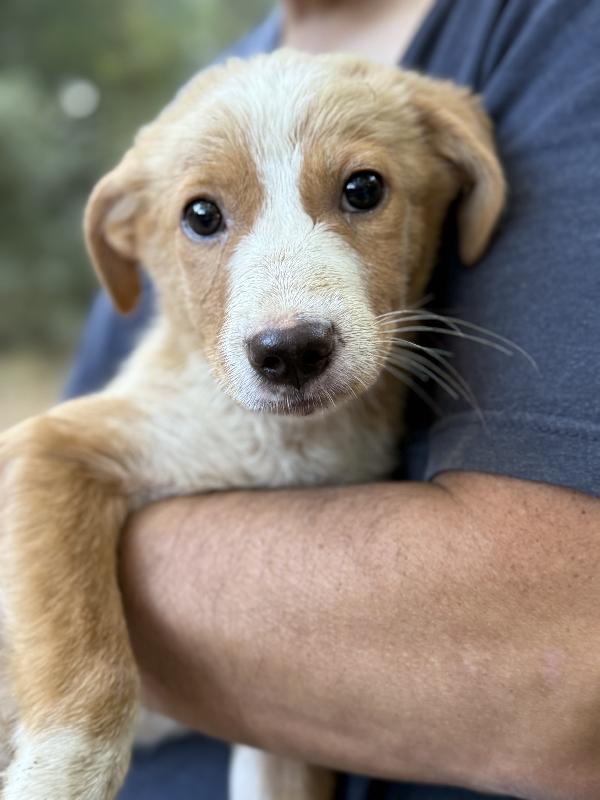 💐🐾 gaia dolce cucciola in adozione  Foto 3