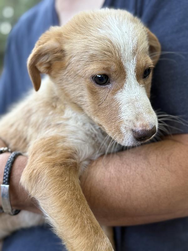 💐🐾 gaia dolce cucciola in adozione  Foto 7