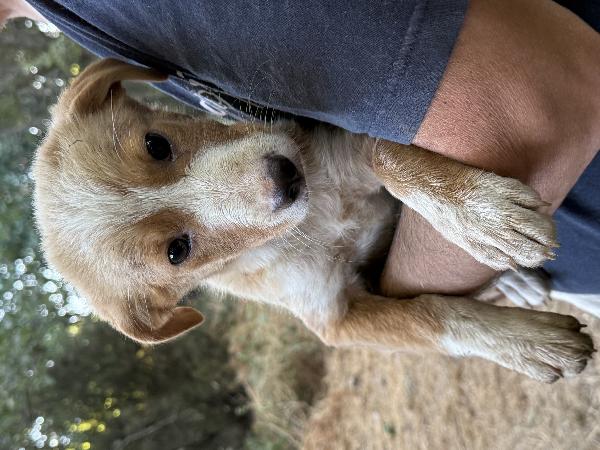 💕🐾 gaia, dolce cucciola in adozione  Foto 2