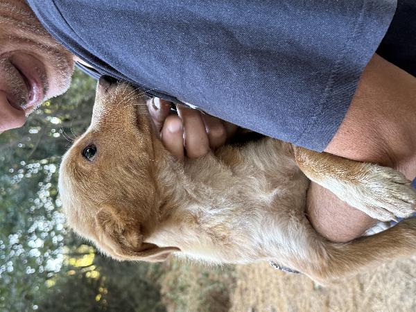 💕🐾 gaia, dolce cucciola in adozione  Foto 6