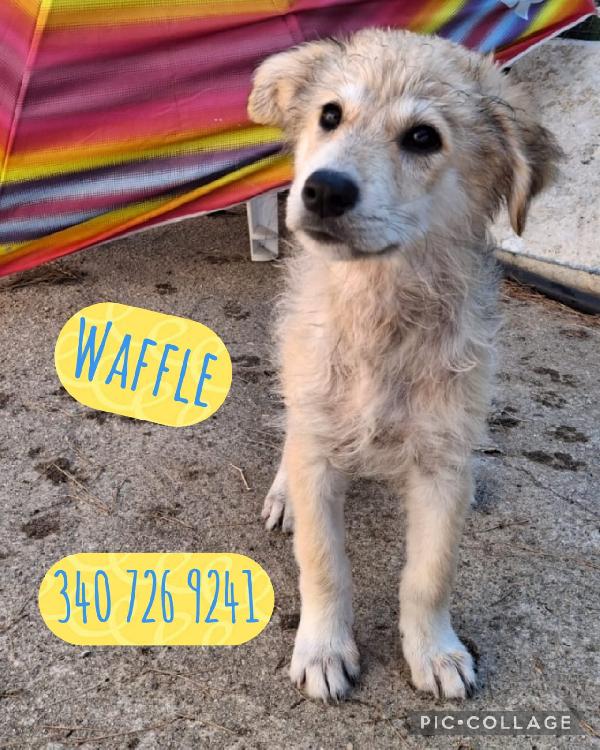 Waffle Cucciolo Di 3 Mesi Taglia Media