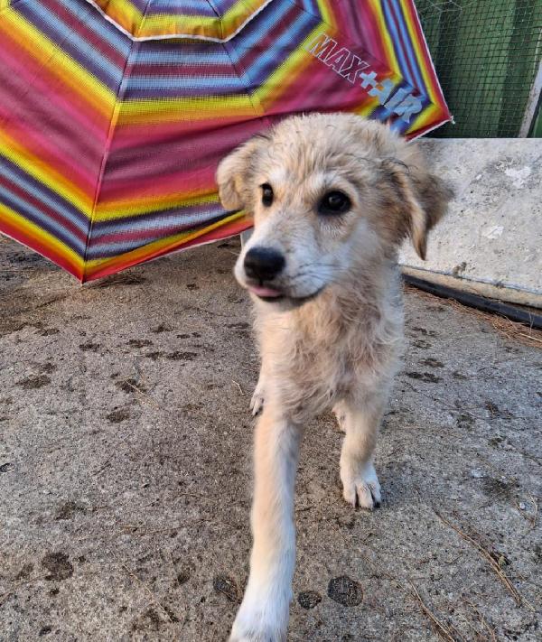 WAFFLE cucciolo di 3 mesi taglia media Foto 2