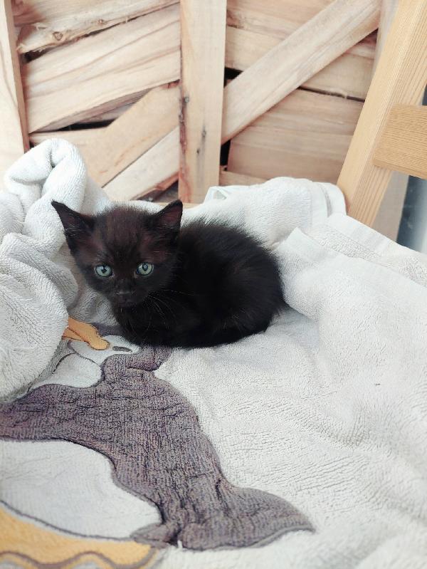 GATTINE NERE IN ADOZIONE Foto 1