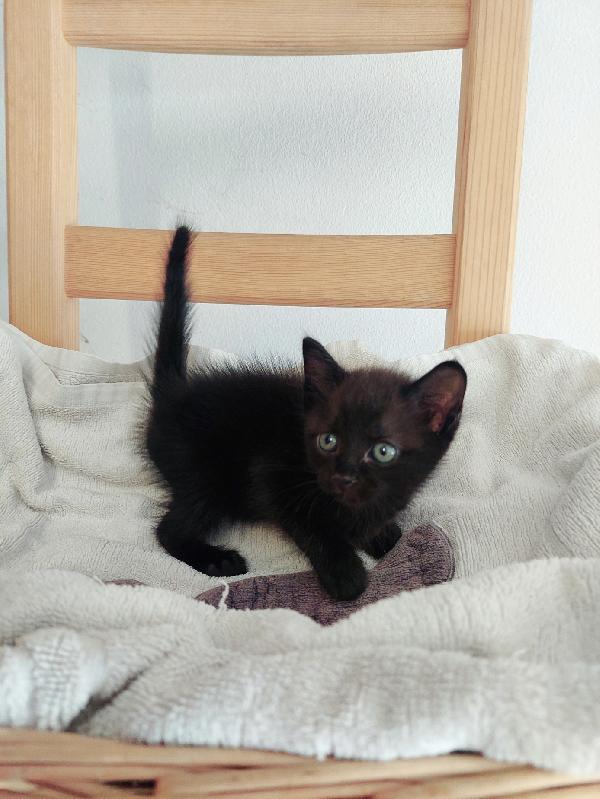 GATTINE NERE IN ADOZIONE Foto 2