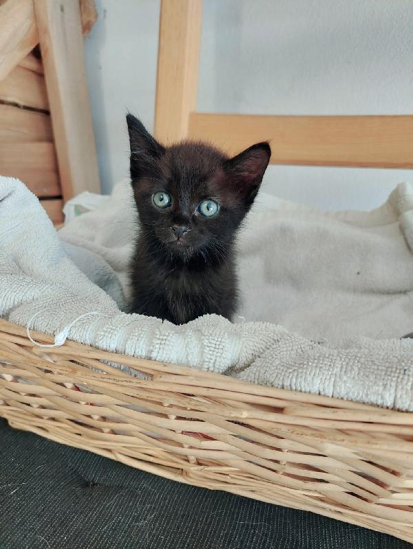 GATTINE NERE IN ADOZIONE Foto 3