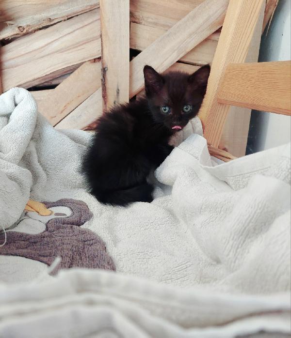 GATTINE NERE IN ADOZIONE Foto 6