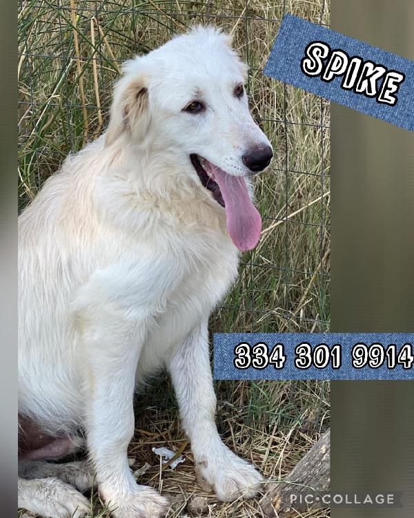 Spike🌹🐕