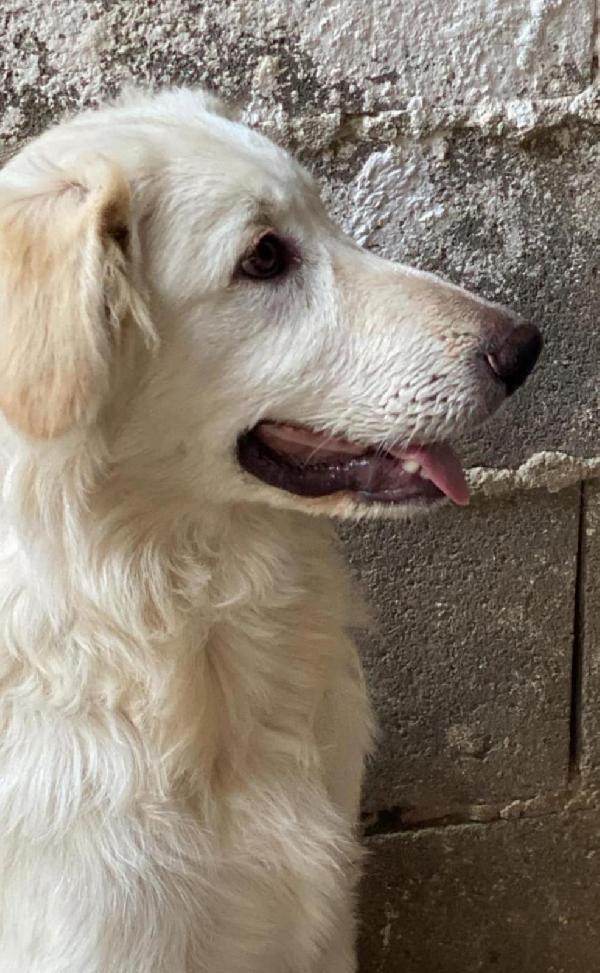 Spike🌹🐕 Foto 2