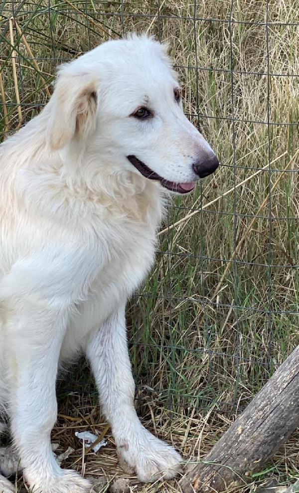Spike🌹🐕 Foto 3