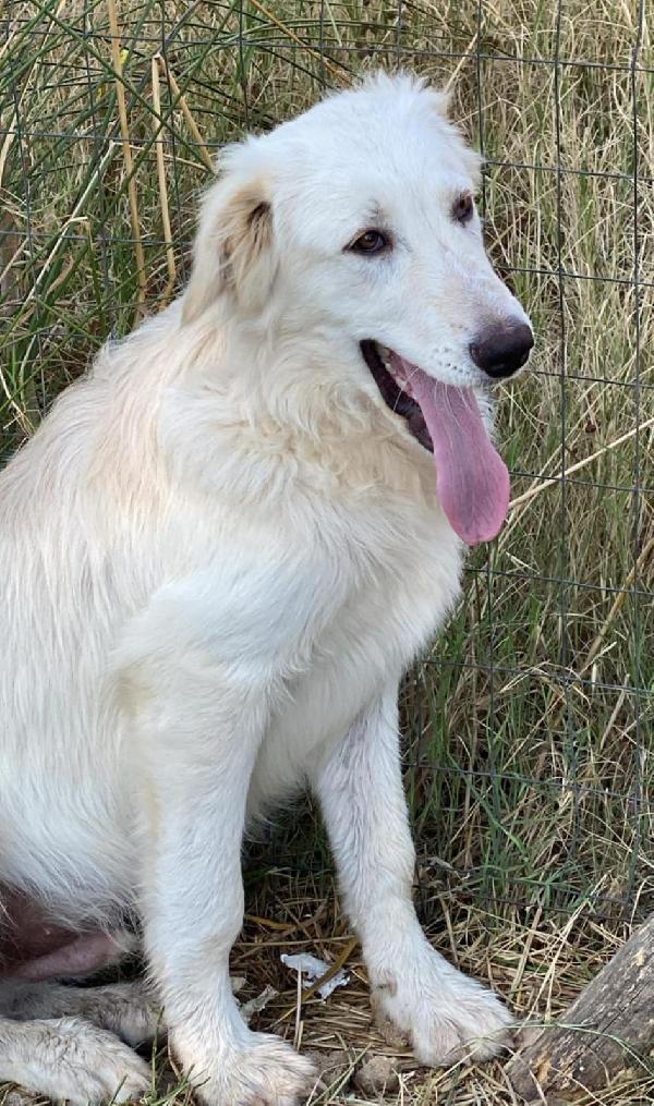 Spike🌹🐕 Foto 6