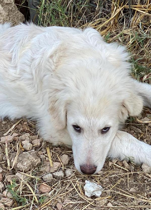 Spike🌹🐕 Foto 7