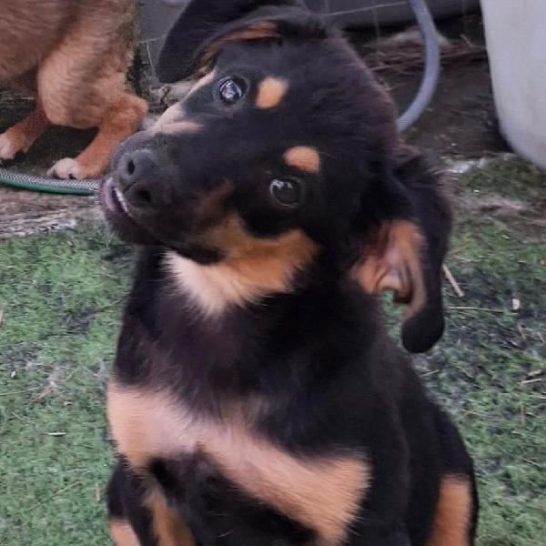Karen, cucciola meravigliosa  Foto 3