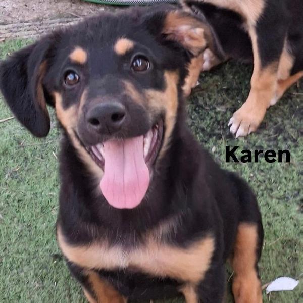 Karen, cucciola meravigliosa  Foto 4
