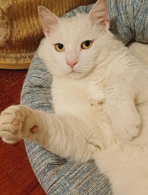 Dudu'micio bianco 2anni ADOZIONE DEL CUORE Foto 2
