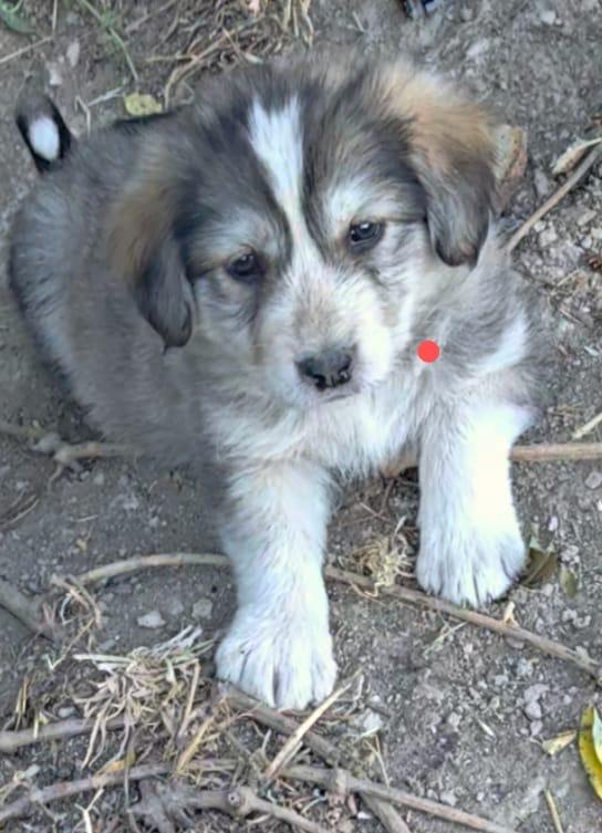 CHEOPE DOLCE CUCCIOLA CERCA FAMIGLIA  Foto 2