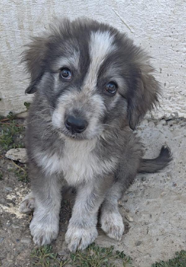 Esmeralda Splendida Dolce Cucciola Cerca Famiglia 