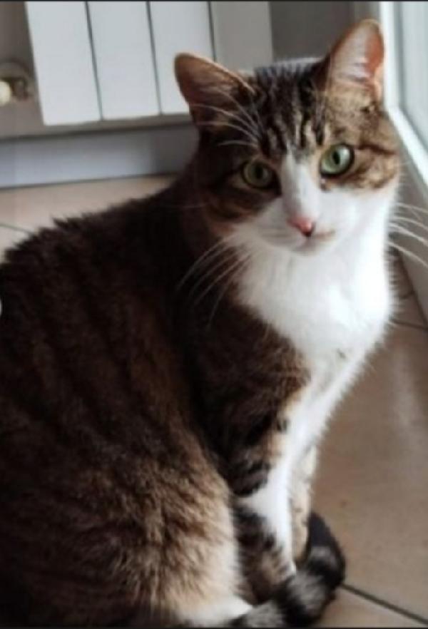 Micio 7Anni Occhi Verdi Rimasto Solo Milano
