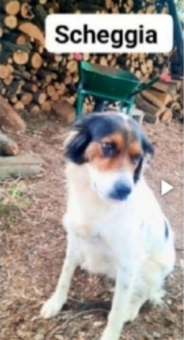 Scheggia Femmina 2Anni Finita In Canile.cosenza