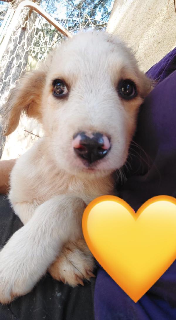 Morris Splendido Dolce Cucciolo Cerca Famiglia 