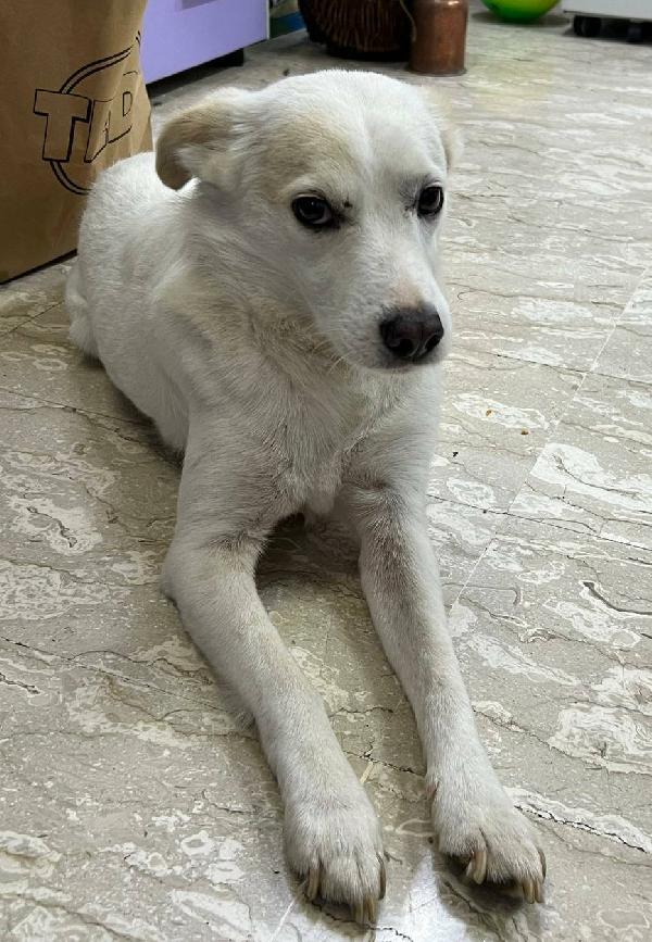 IL PICCOLO E DOLCE PLUTO Foto 2