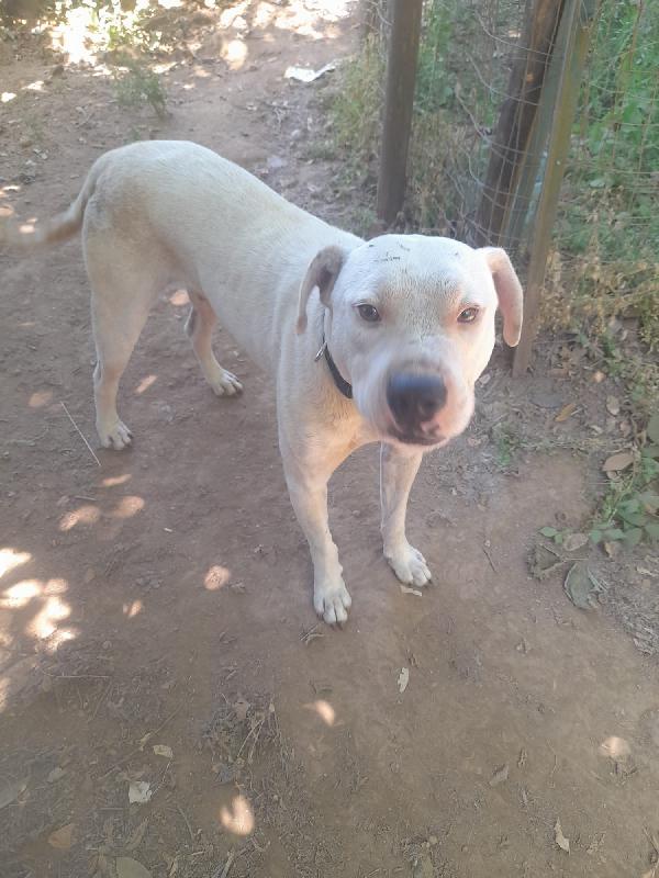 Blanco Splendido Dolce Simil Dogo Cerca Casa 