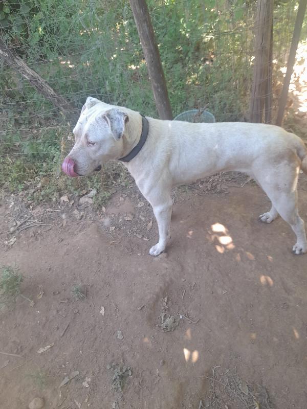 Blanco splendido dolce simil dogo cerca casa  Foto 2