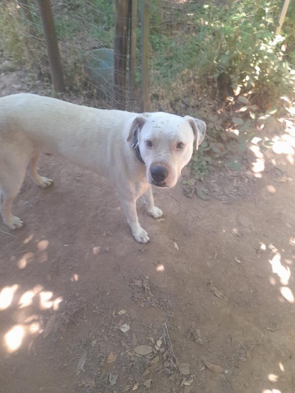 Blanco splendido dolce simil dogo cerca casa  Foto 3