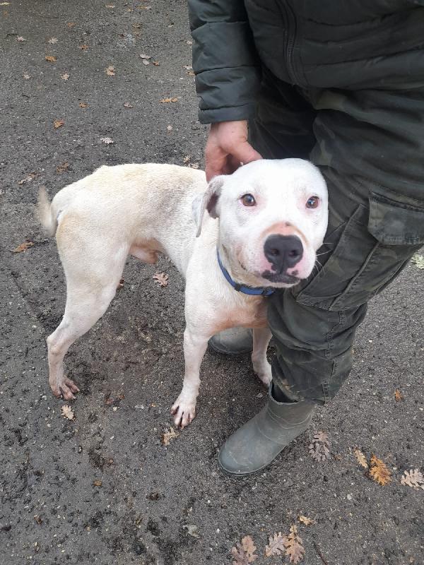 Blanco splendido dolce simil dogo cerca casa  Foto 4