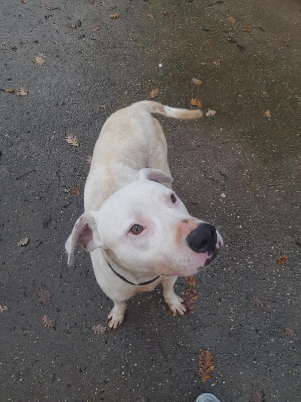 Blanco splendido dolce simil dogo cerca casa  Foto 5
