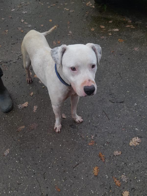 Blanco splendido dolce simil dogo cerca casa  Foto 7