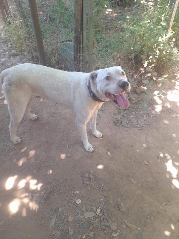 Blanco splendido dolce simil dogo cerca casa  Foto 8