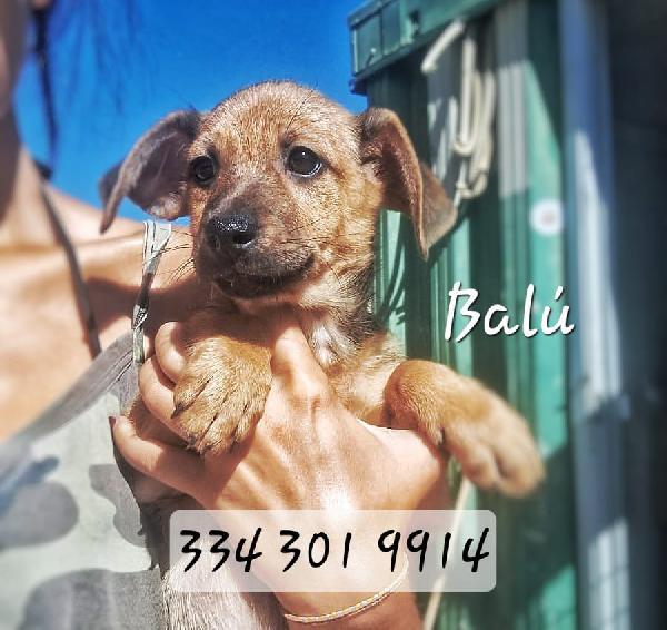 Balú🦴🐕🦴