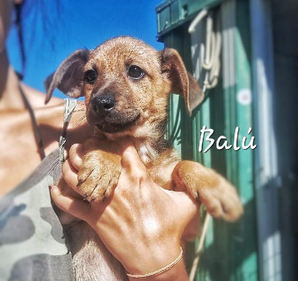 Balú🦴🐕🦴 Foto 2