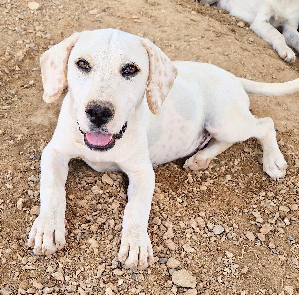 Charlie,In Canile,Adottabile In Tutta Italia!