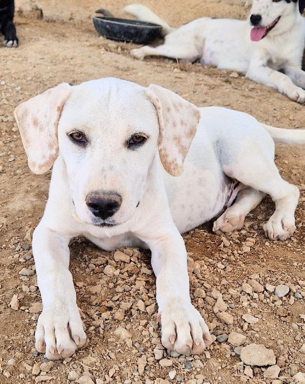 CHARLIE,in canile,adottabile in tutta Italia! Foto 2