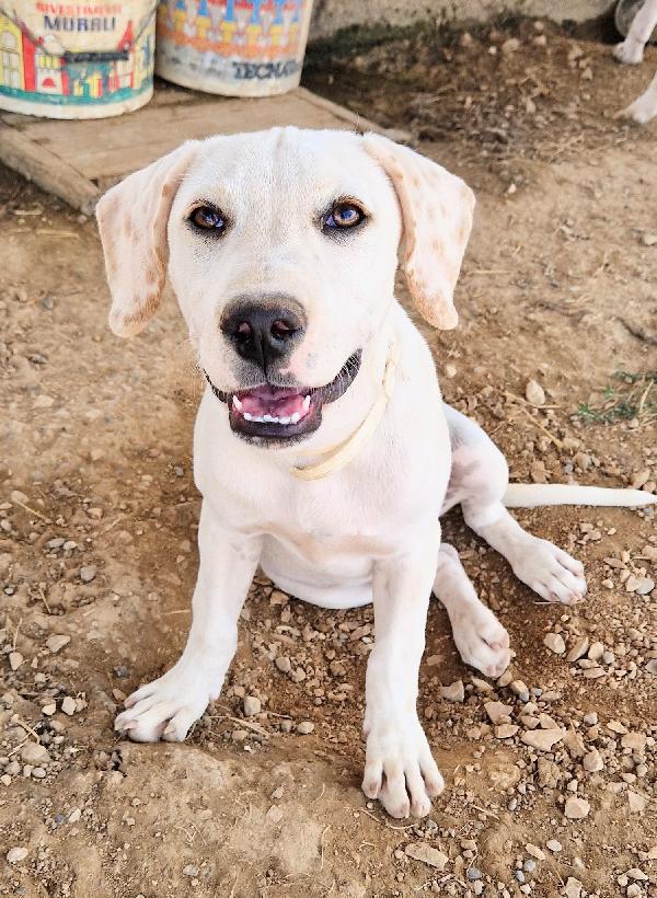 CHARLIE,in canile,adottabile in tutta Italia! Foto 3