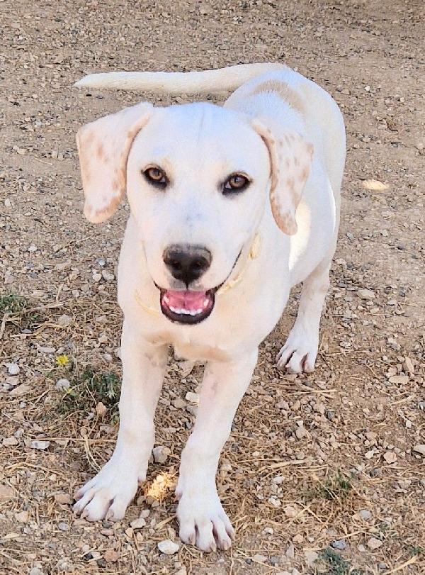 CHARLIE,in canile,adottabile in tutta Italia! Foto 4